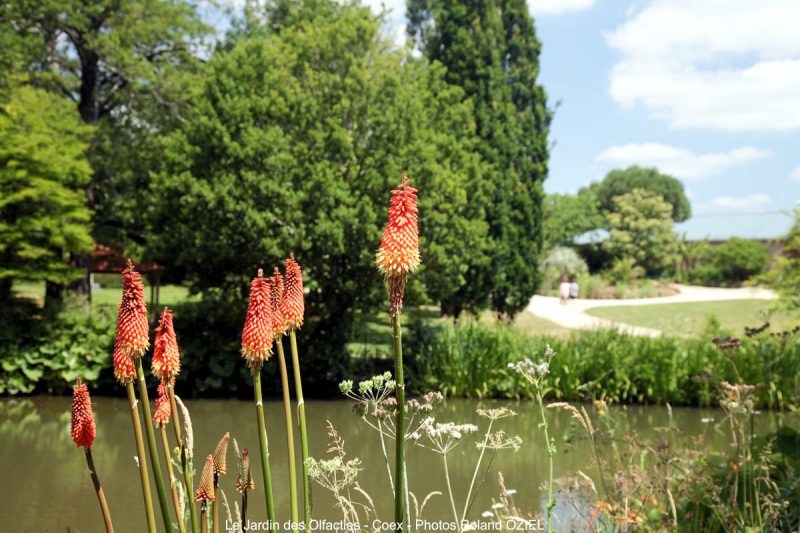 Petit étang dans le jardin des Olfacties