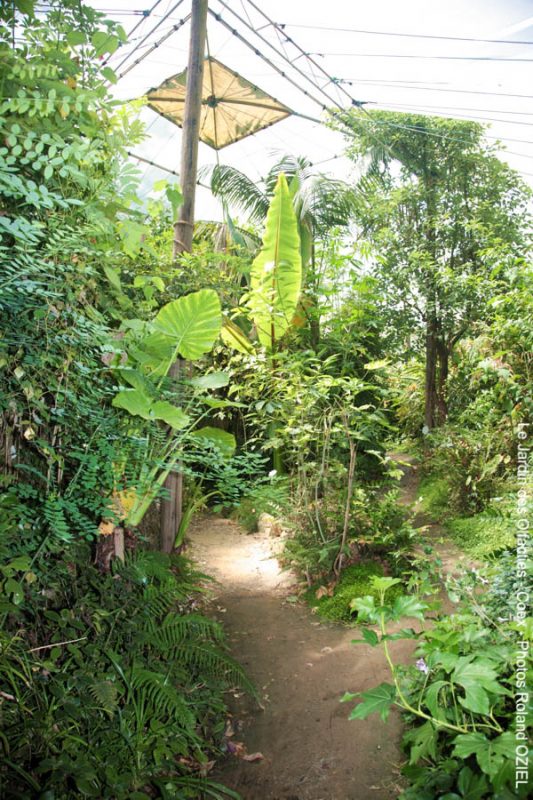 Serre tropicale du jardin des olfacties