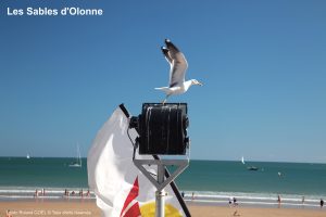 Mouette les sables d'olonne remblai