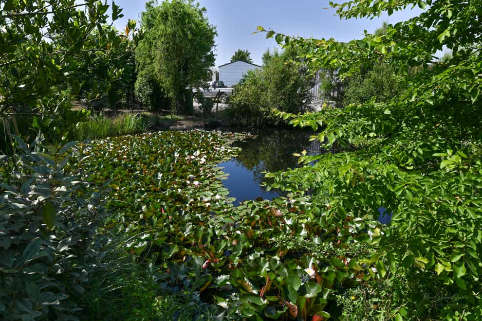 Petite mare au centre